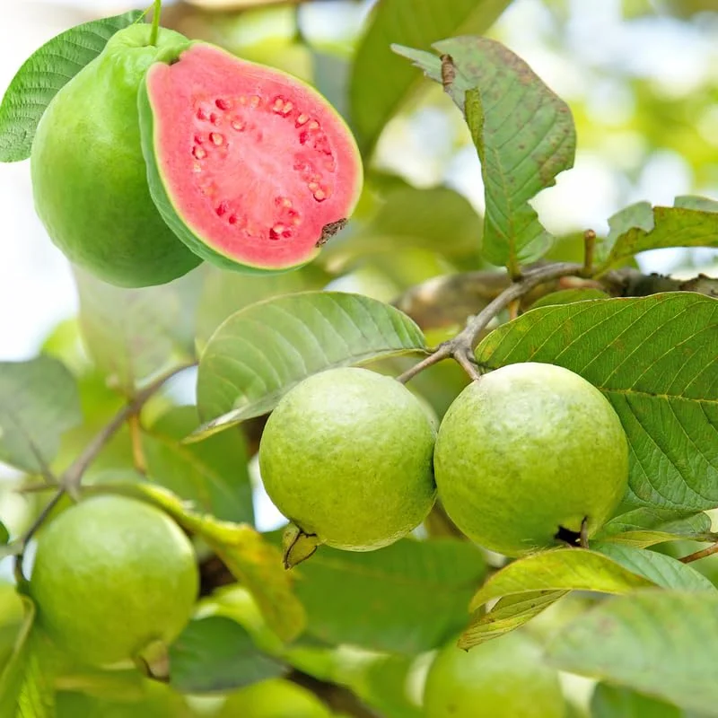 Pink Guava Trees - Set of 3 Live Sweet Pink Guava Fruit Seedlings