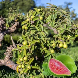 Pink Guava Trees - Set of 3 Live Sweet Pink Guava Fruit Seedlings