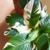 Variegated Peace Lily Plants Set - 4 Pack Indoor Houseplant White Flowers 4-8 Inch