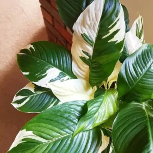 Variegated Peace Lily Plants Set - 4 Pack Indoor Houseplant White Flowers 4-8 Inch