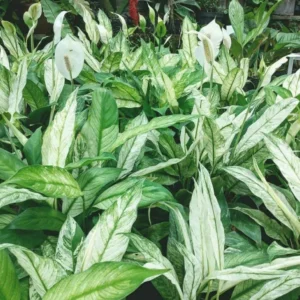 Variegated Peace Lily Plants Set - 4 Pack Indoor Houseplant White Flowers 4-8 Inch