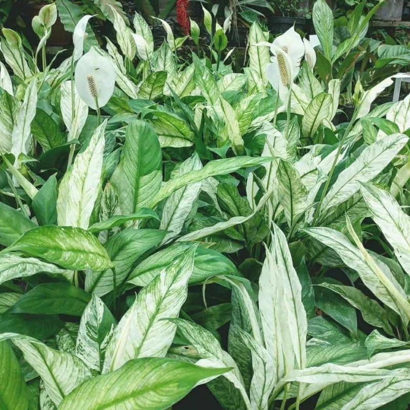 Variegated Peace Lily Plants Set - 4 Pack Indoor Houseplant White Flowers 4-8 Inch
