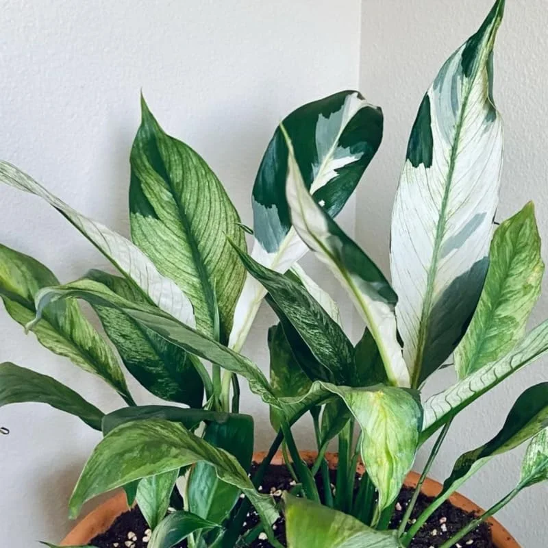 Variegated Peace Lily Plants Set - 4 Pack Indoor Houseplant White Flowers 4-8 Inch