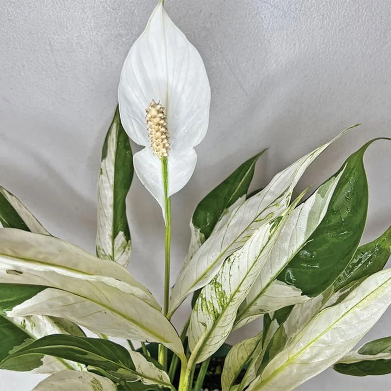 Variegated Peace Lily Plants Set - 4 Pack Indoor Houseplant White Flowers 4-8 Inch