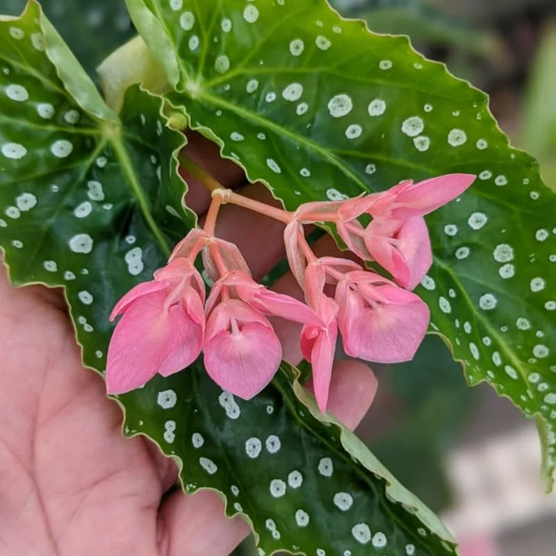Polka Dot Begonia Angel Wing Plants - Live Begonia Maculata - 4-8 Inch Tall Outdoor Plant