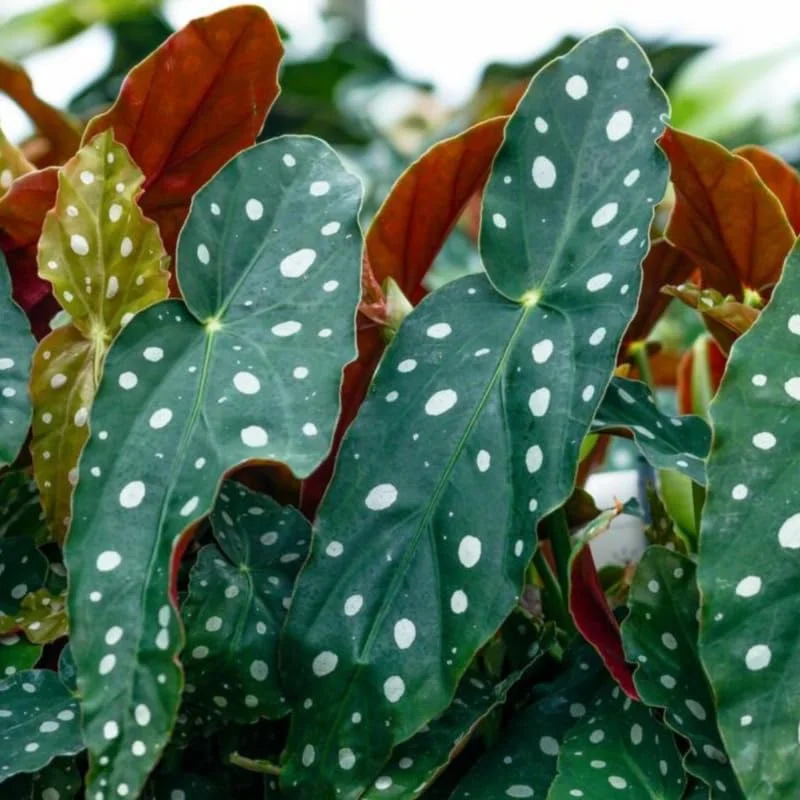 Polka Dot Begonia Angel Wing Plants - Live Begonia Maculata - 4-8 Inch Tall Outdoor Plant