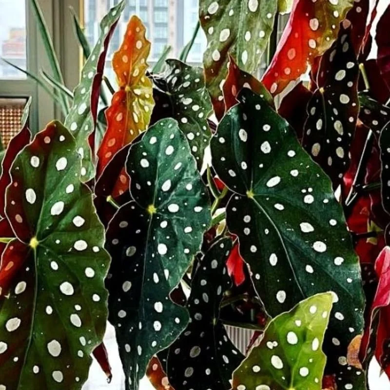Polka Dot Begonia Angel Wing Plants - Live Begonia Maculata - 4-8 Inch Tall Outdoor Plant