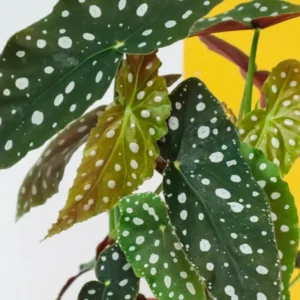 Polka Dot Begonia Angel Wing Plants - Live Begonia Maculata - 4-8 Inch Tall Outdoor Plant