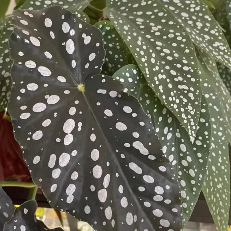 Polka Dot Begonia Angel Wing Plants - Live Begonia Maculata - 4-8 Inch Tall Outdoor Plant