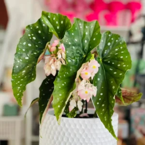 Polka Dot Begonia Angel Wing Plants - Live Begonia Maculata - 4-8 Inch Tall