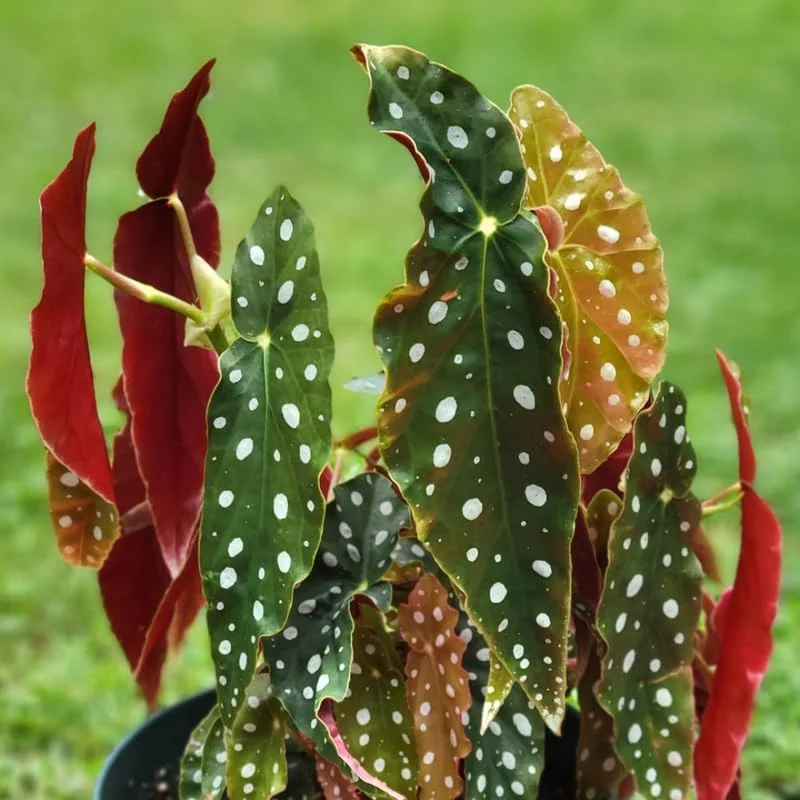 Polka Dot Begonia Angel Wing Plants - Live Begonia Maculata - 4-8 Inch Tall