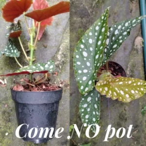 Polka Dot Begonia Angel Wing Plants - Live Begonia Maculata - 4-8 Inch Tall