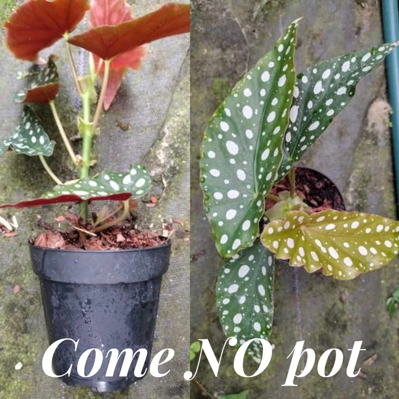 Polka Dot Begonia Angel Wing Plants - Live Begonia Maculata - 4-8 Inch Tall