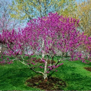 Eastern Redbud Trees Live Plants Bundle - 5 Bare Root Seedlings 12-18 Inch Dormant