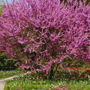 Eastern Redbud Trees Live Plants Bundle - 5 Bare Root Seedlings 12-18 Inch Dormant