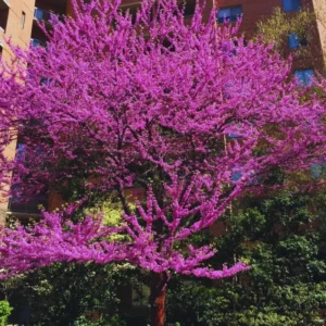 Eastern Redbud Tree Live Plants - 5 Bare Root Seedlings 12-18 Inch Cold Hardy Dormant