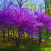 Eastern Redbud Tree Live Plants - 5 Bare Root Seedlings 12-18 Inch Cold Hardy Dormant