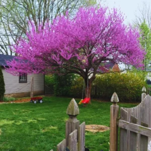 Eastern Redbud Tree Live Plants - 5 Bare Root Seedlings 12-18 Inch Cold Hardy Dormant