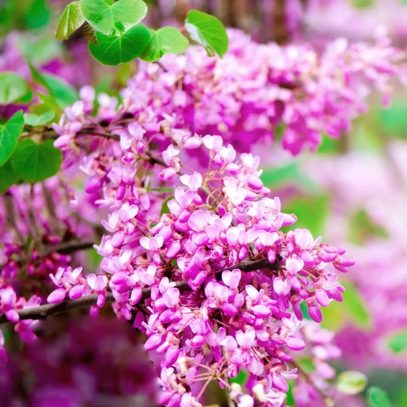 Red Bud Tree Live Plant - 5 Pack Bare Root Seedlings 12-18 Inches