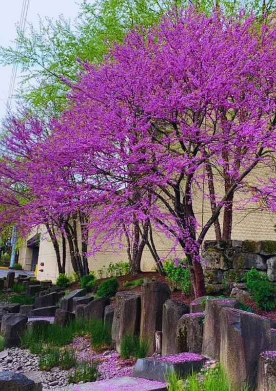 Red Bud Tree Live Plant - 5 Pack Bare Root Seedlings 12-18 Inches