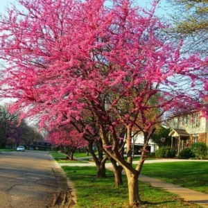 Eastern Redbud Tree Live Plants - 5 Bare Root Seedlings 12-18 Inch Cold Hardy Dormant