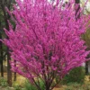 Eastern Redbud Tree Seedling Live Plant 12-18 Inches Bare Root