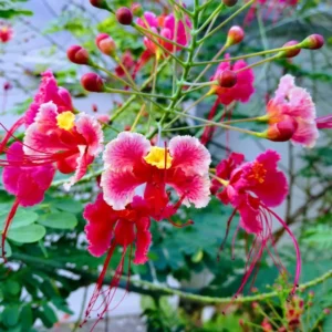 Bird of Paradise Plant Live, Pink Peacock Flower, 4 Inch Pot