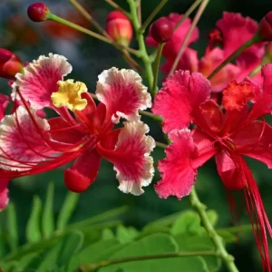 Bird of Paradise Plant Live, Pink Peacock Flower, 4 Inch Pot