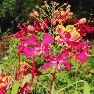 Bird of Paradise Plant Live, Pink Peacock Flower, 4 Inch Pot
