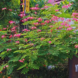 Bird of Paradise Plant Live, Pink Peacock Flower, 4 Inch Pot