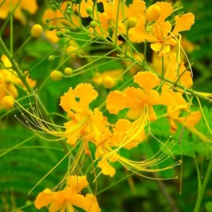Bird of Paradise Plant Live, Pride of Barbados Peacock Flower - 4 Inch Pot Golden