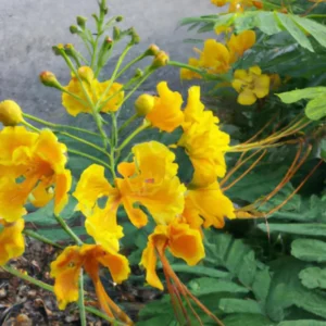 Bird of Paradise Plant Live, Pride of Barbados Peacock Flower - 4 Inch Pot Golden