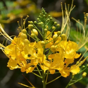 Bird of Paradise Plant Live, Pride of Barbados Peacock Flower - 4 Inch Pot Golden