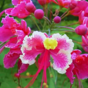 Bird of Paradise Plant Live, Pink Peacock Flower, 4 Inch Pot