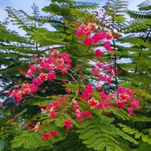 Bird of Paradise Plant Live, Pink Peacock Flower, 4 Inch Pot