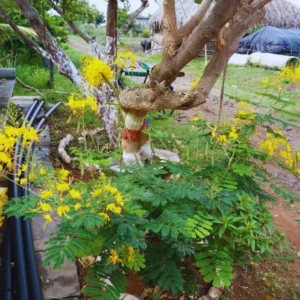 Bird of Paradise Plant Live, Pride of Barbados Peacock Flower - 4 Inch Pot Golden