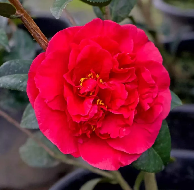 Red Camellia Japonica Plant - Live 4" Pot - Fragrant Flowering Shrub