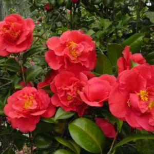 Red Camellia Japonica Plant - Live 4" Pot - Fragrant Flowering Shrub