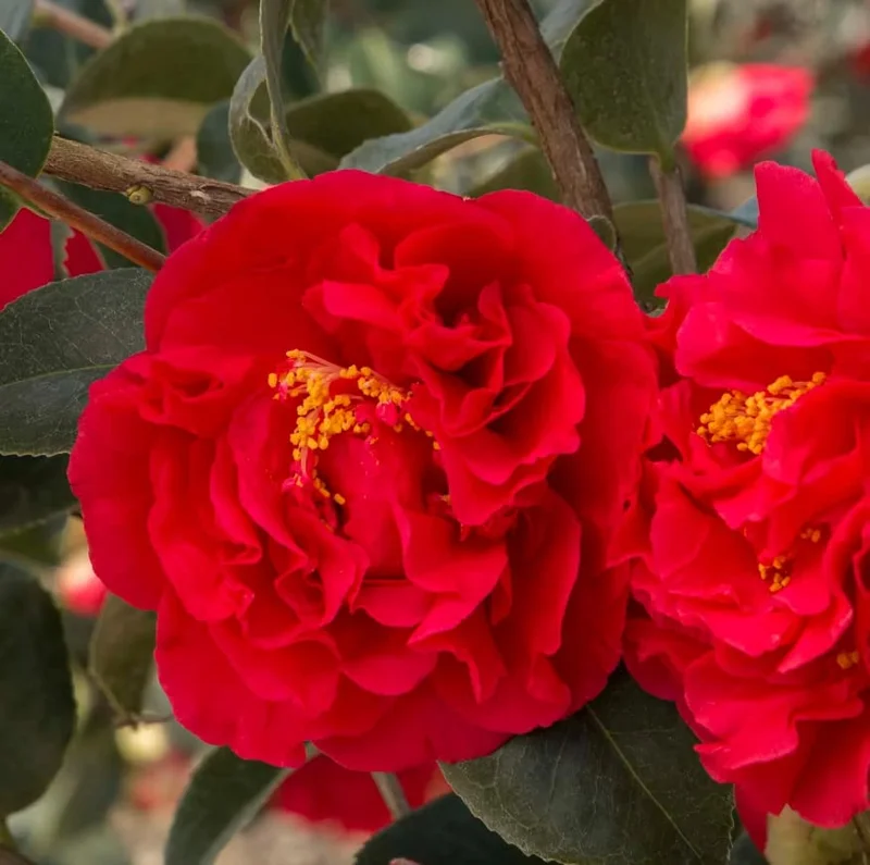 Red Camellia Japonica Plant - Live 4" Pot - Fragrant Flowering Shrub