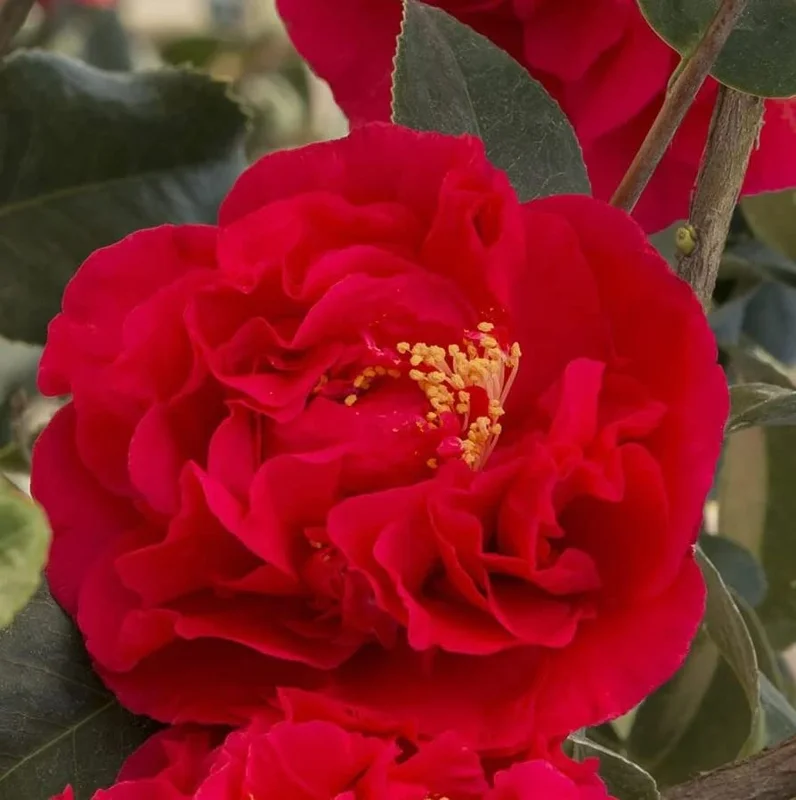 Red Camellia Japonica Plant - Live 4" Pot - Fragrant Flowering Shrub
