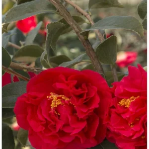 Red Camellia Japonica Plant - Live 4
