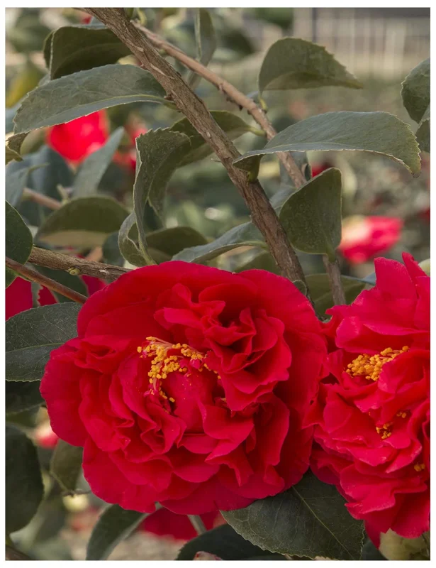 Red Camellia Japonica Plant - Live 4" Pot - Fragrant Flowering Shrub