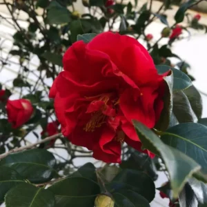 Red Camellia Japonica Plant - Live 4