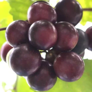 Scuppernong Grape Vines - 1-2 Year Old Muscadine Grape Plant for Planting