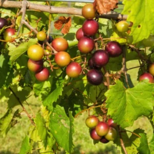 Scuppernong Grape Vines - 1-2 Year Old Muscadine Grape Plant for Planting