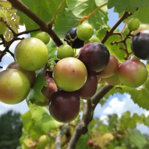 Scuppernong Grape Vines - 1-2 Year Old Muscadine Grape Plant for Planting