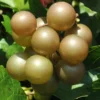 Scuppernong Grape Vines - 1-2 Year Old Muscadine Grape Plant for Planting