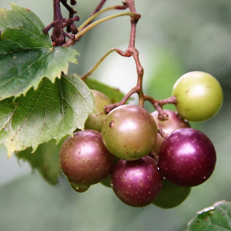 Scuppernong Grape Vines - 1-2 Year Old Muscadine Grape Plant for Planting