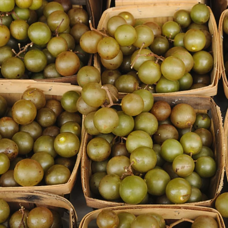 Scuppernong Grape Vine - 1-2 Year Old - Well-Rooted Muscadine Grape Plant