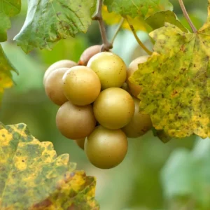 Scuppernong Grape Vine - 1-2 Year Old - Well-Rooted Muscadine Grape Plant